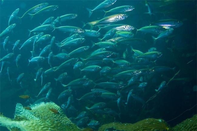 small-fish