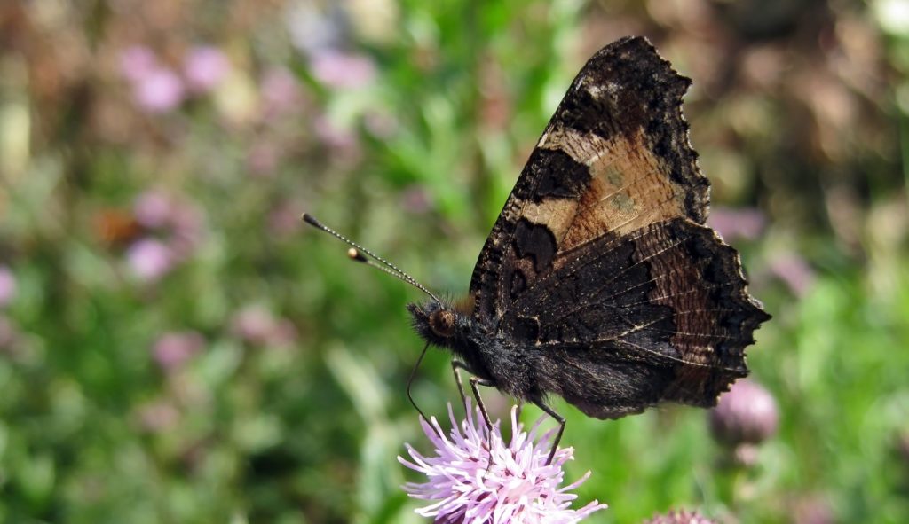 small-tortoiseshell-butterfly