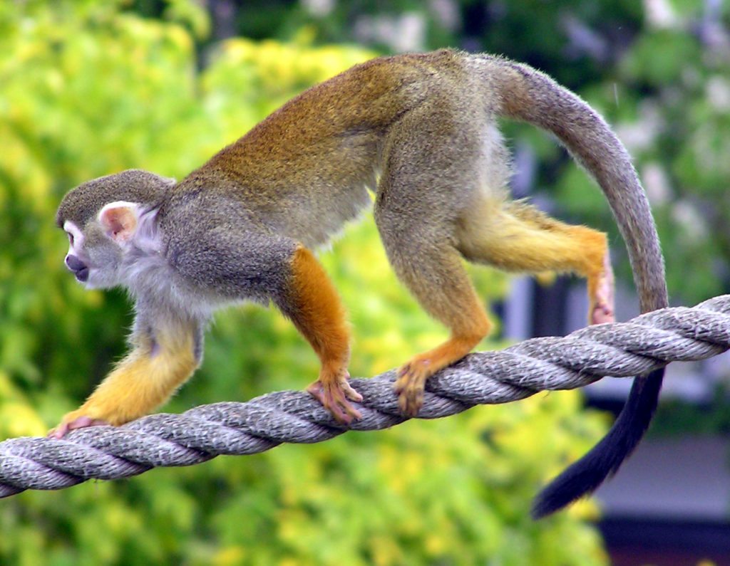 The common squirrel monkey is captured for the pet trade and for medical research but it is not threatened.