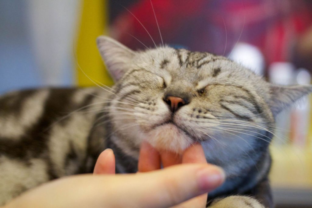 stroking-a-cat