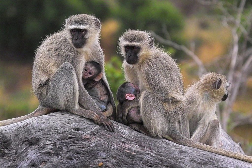 vervet-monkeys