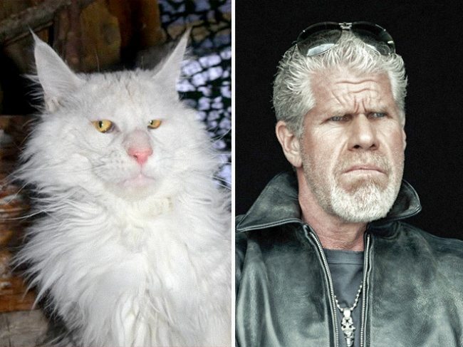 1-cats-that-look-just-like-movie-characters