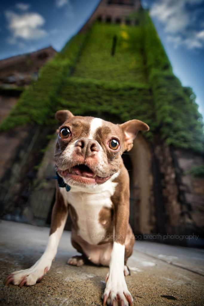 11-derpy-dogs-that-are-cute-and-silly