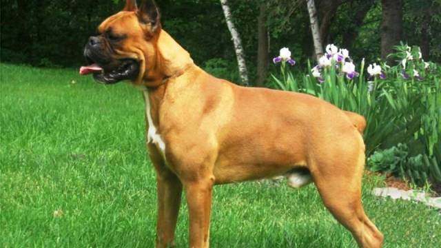 11-most-dangerous-dogs-worldwide