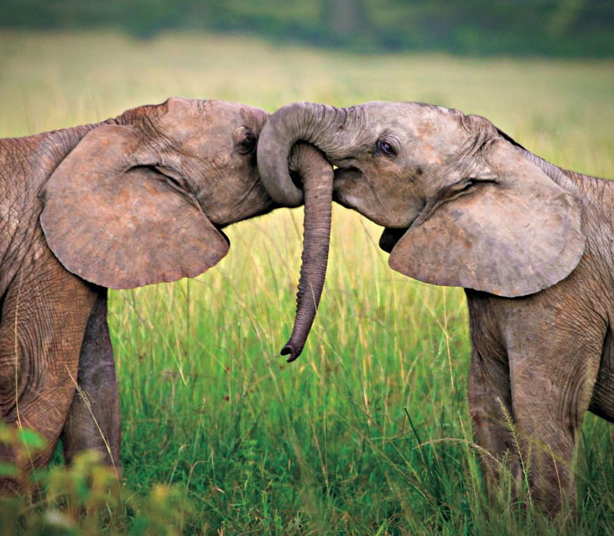 11-pics-of-animals-showing-their-love