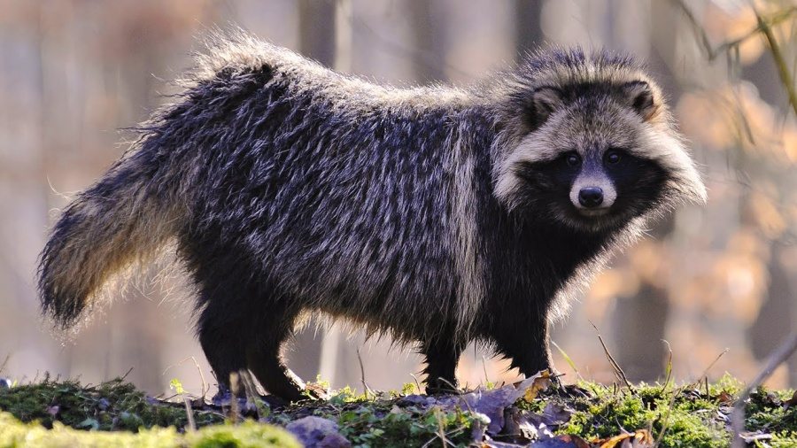 11-unique-animals-that-seem-out-of-this-world