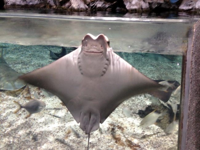 12-animals-smiling-you-didnt-know-could-smile