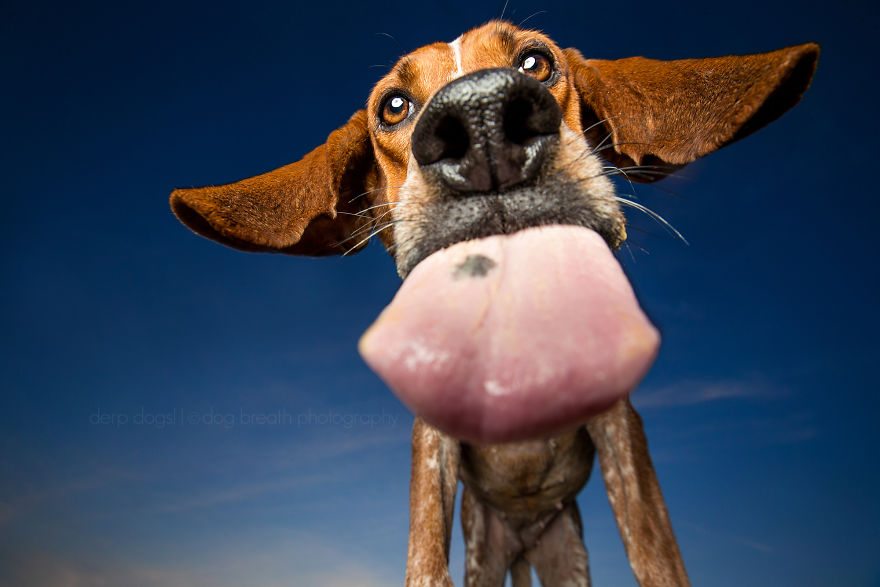 12-derpy-dogs-that-are-cute-and-silly