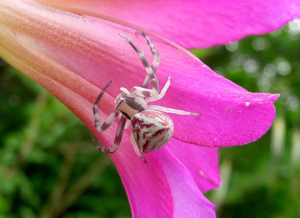 12-fairytale-pink-animals-that-are-real