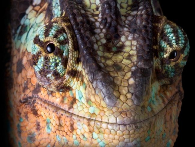 13-animals-smiling-you-didnt-know-could-smile