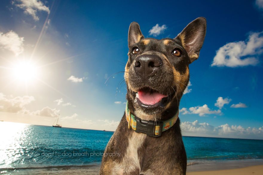 13-derpy-dogs-that-are-cute-and-silly