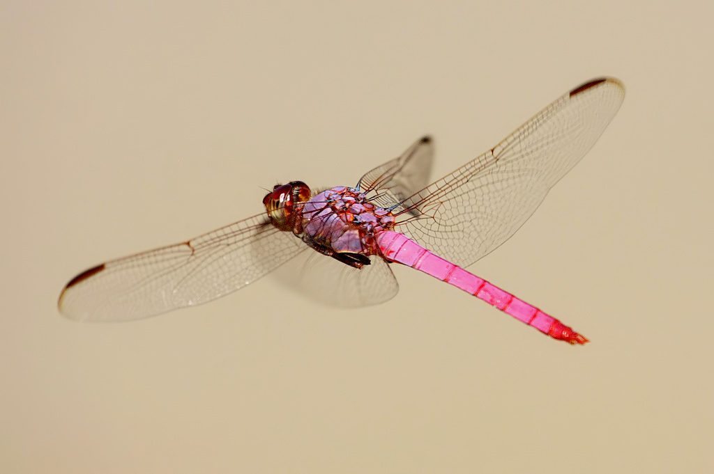 13-fairytale-pink-animals-that-are-real