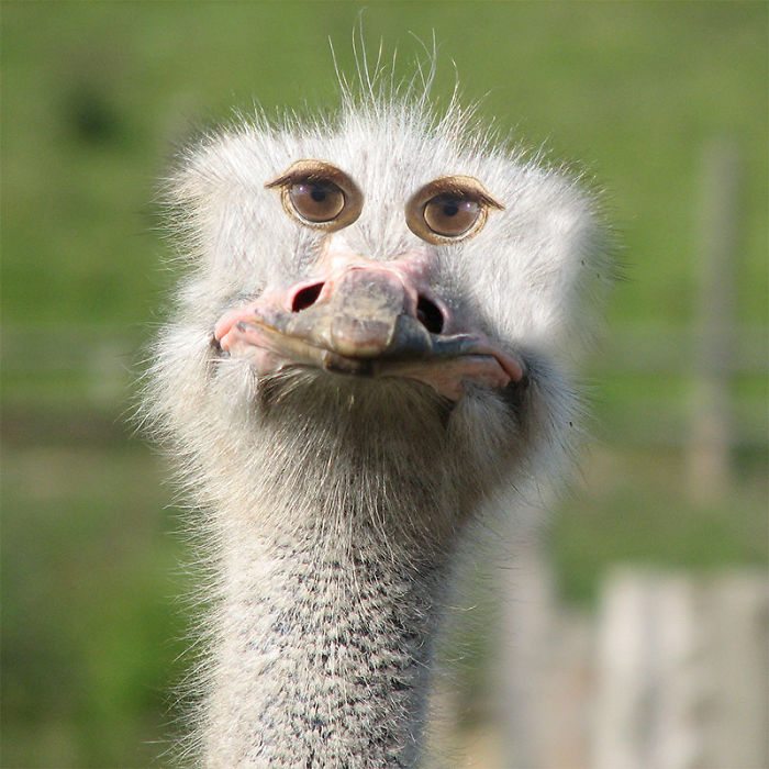 13-hilarious-animals-with-eyes-on-front