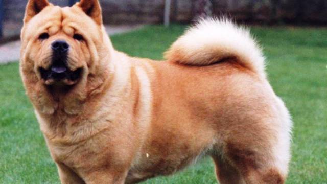 13-most-dangerous-dogs-worldwide