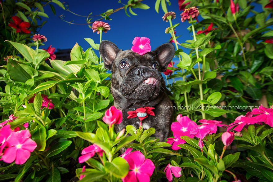 14-derpy-dogs-that-are-cute-and-silly