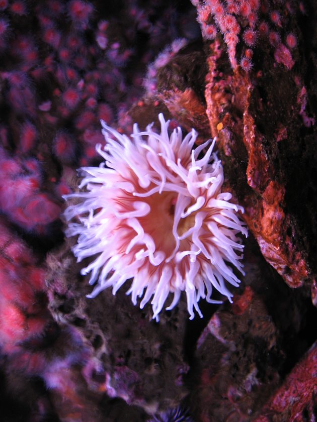 14-fairytale-pink-animals-that-are-real