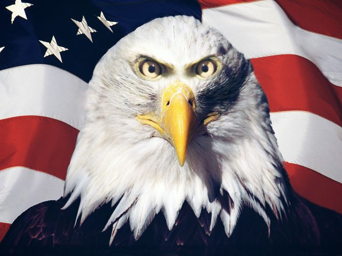 14-hilarious-animals-with-eyes-on-front