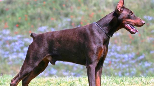 14-most-dangerous-dogs-worldwide