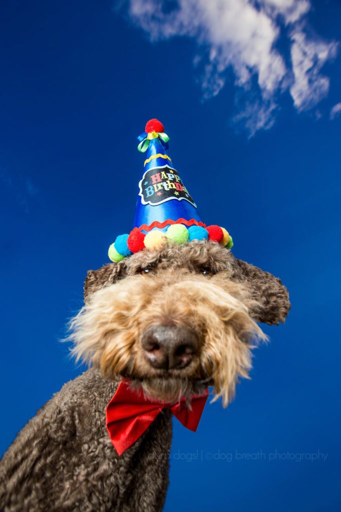 15-derpy-dogs-that-are-cute-and-silly