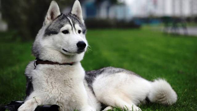 15-most-dangerous-dogs-worldwide