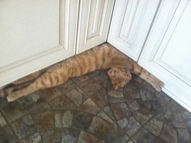 16-cat-photos-showing-the-best-of-these-creatures