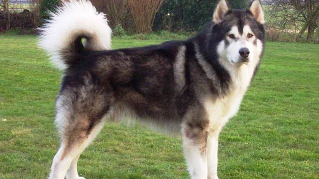 16-most-dangerous-dogs-worldwide