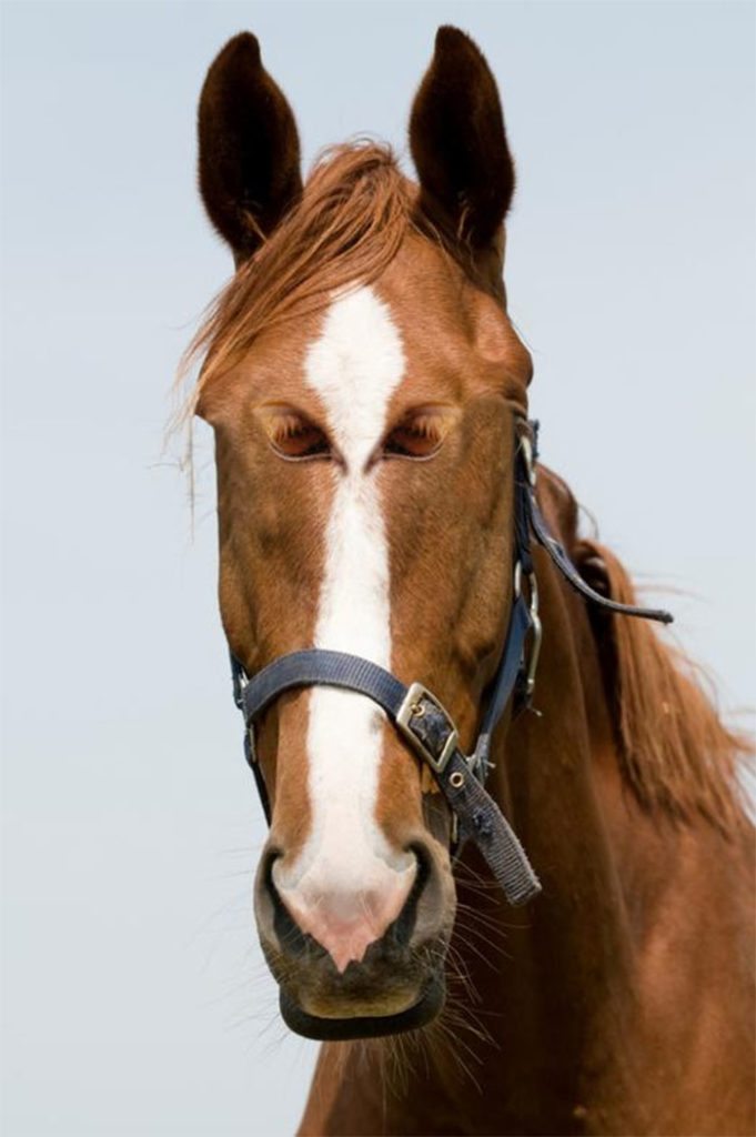 17-hilarious-animals-with-eyes-on-front