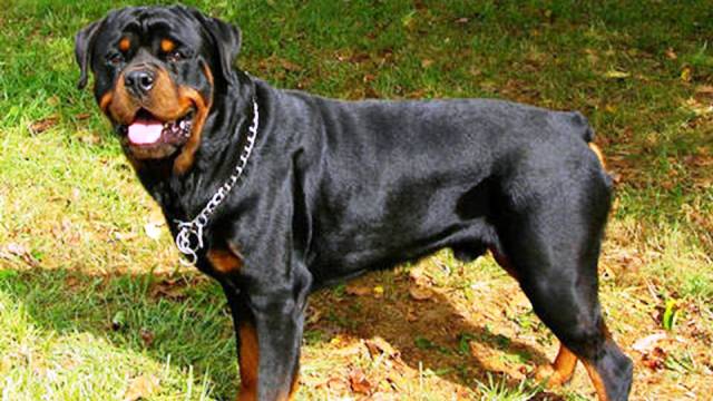 17-most-dangerous-dogs-worldwide