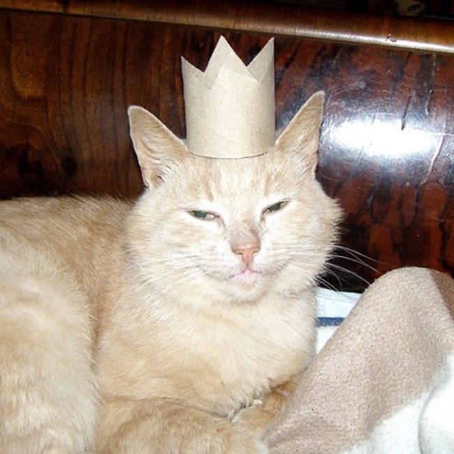 18-cat-photos-showing-the-best-of-these-creatures