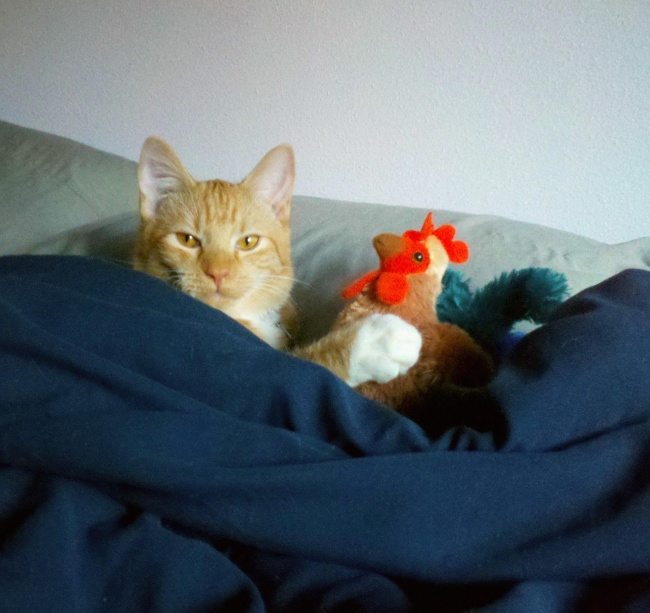 18-cat-photos-showing-the-best-of-these-creatures