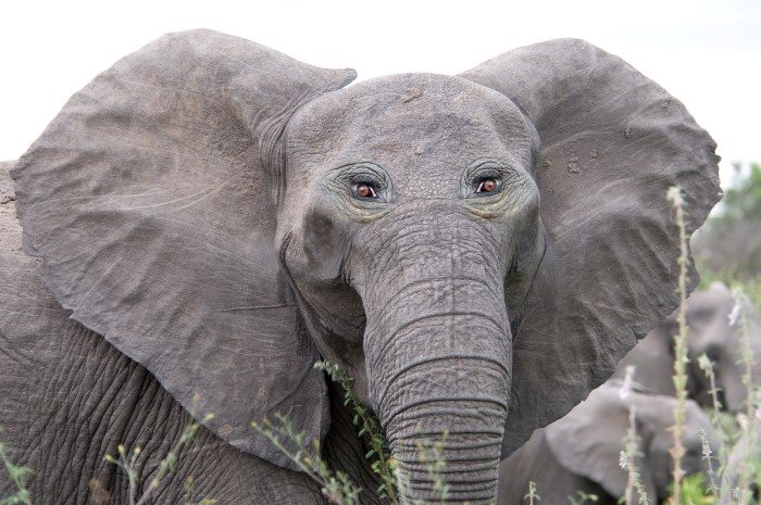 18-hilarious-animals-with-eyes-on-front