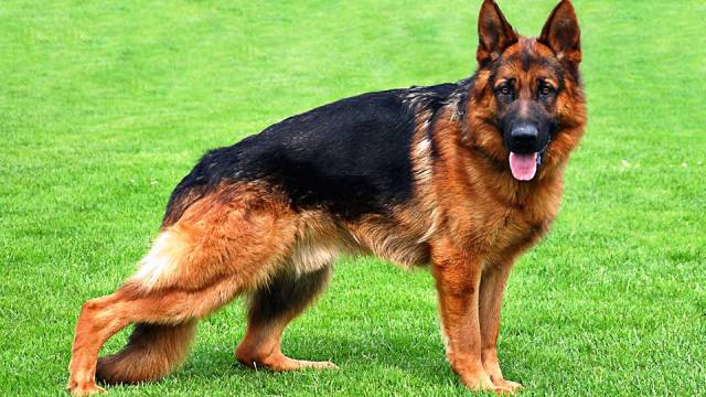 18-most-dangerous-dogs-worldwide