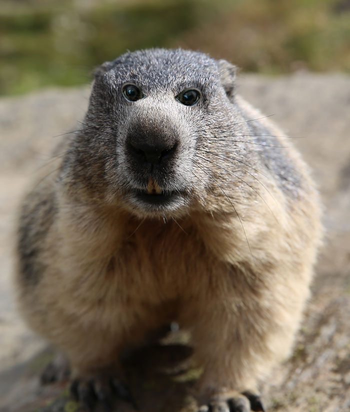 19-hilarious-animals-with-eyes-on-front