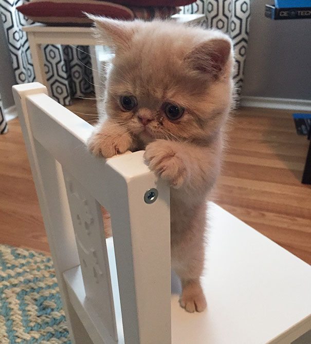 19-kittens-that-will-make-you-cry