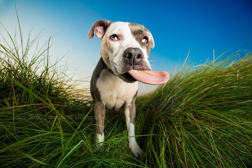 2-derpy-dogs-that-are-cute-and-silly