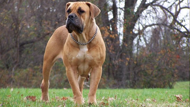 2-most-dangerous-dogs-worldwide