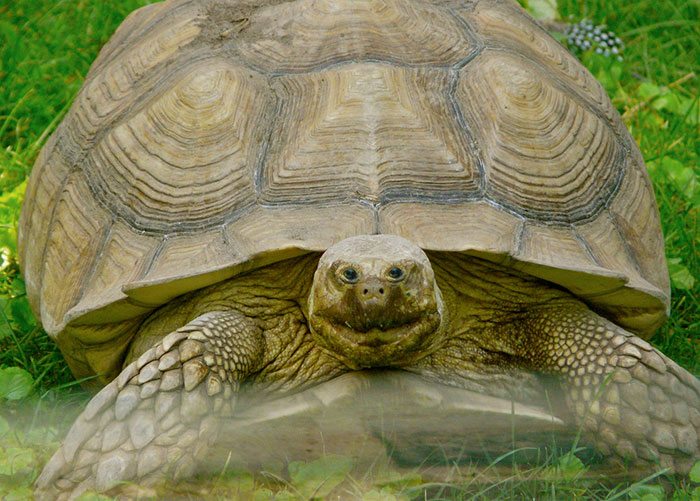 20-hilarious-animals-with-eyes-on-front