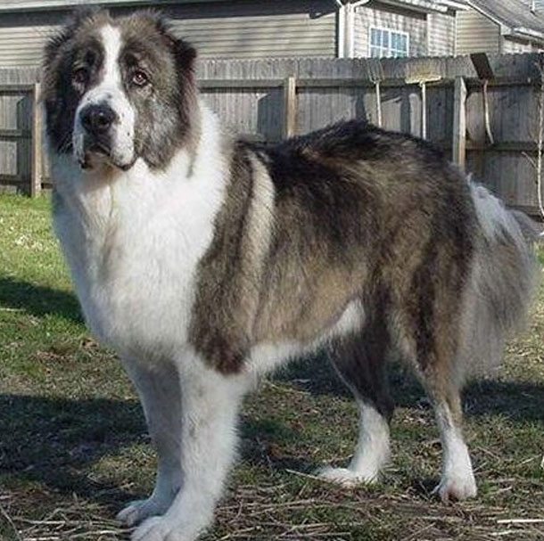 20-most-dangerous-dogs-worldwide