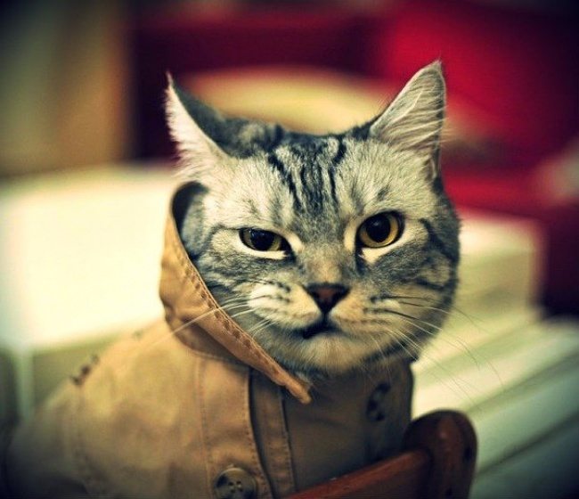 21-cat-photos-showing-the-best-of-these-creatures