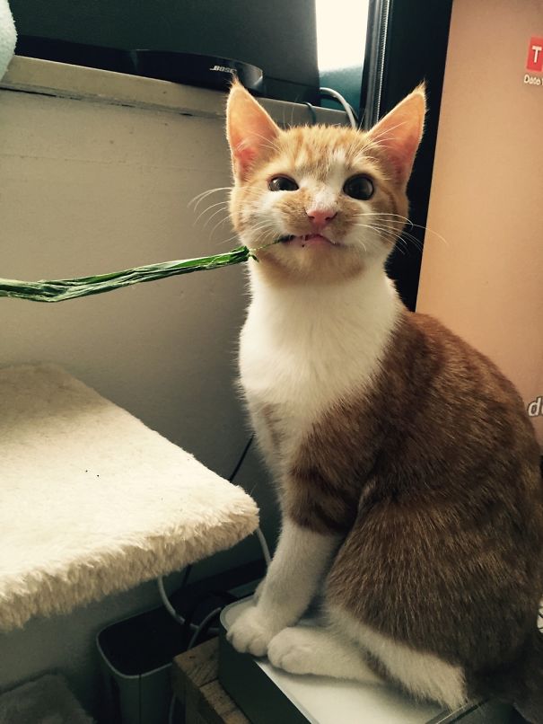 24-animals-eating-that-will-put-a-smile-on-your-face