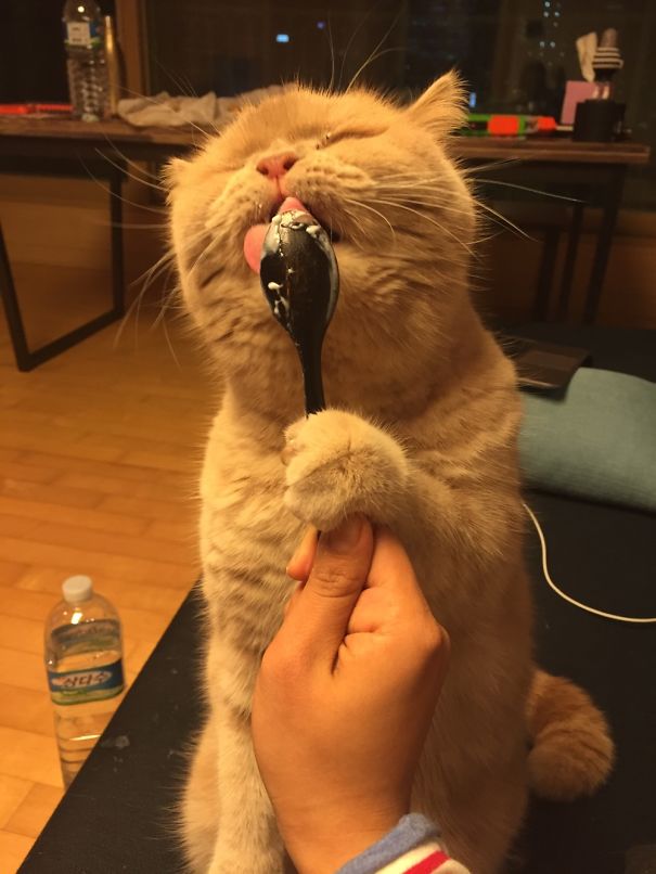 25-animals-eating-that-will-put-a-smile-on-your-face