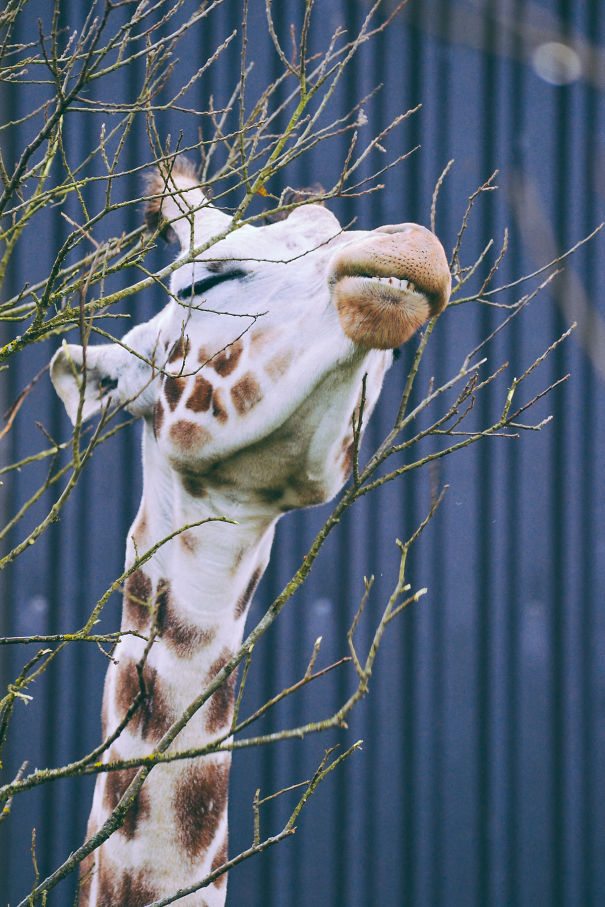 28-animals-eating-that-will-put-a-smile-on-your-face