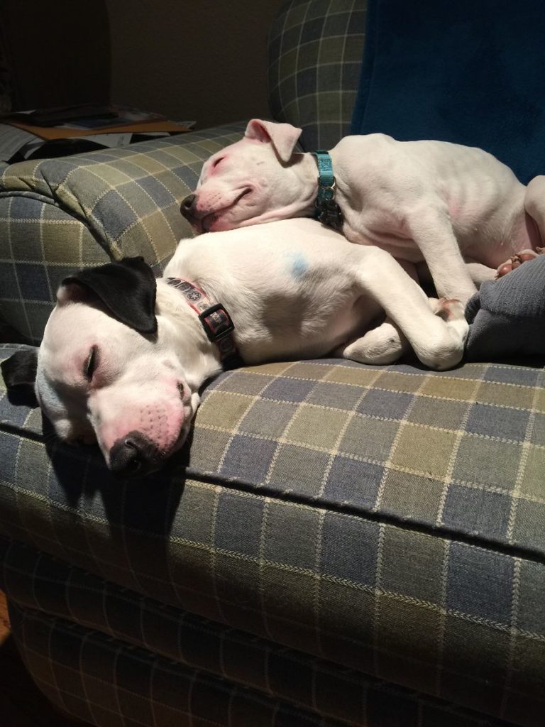 28-pics-of-animals-showing-their-love