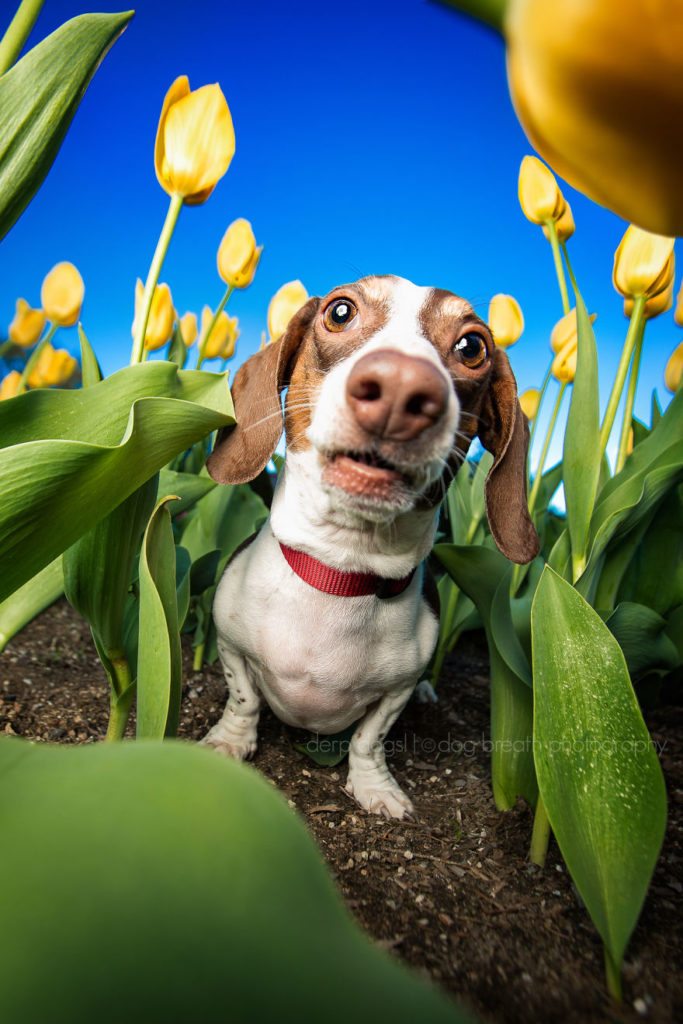 3-derpy-dogs-that-are-cute-and-silly