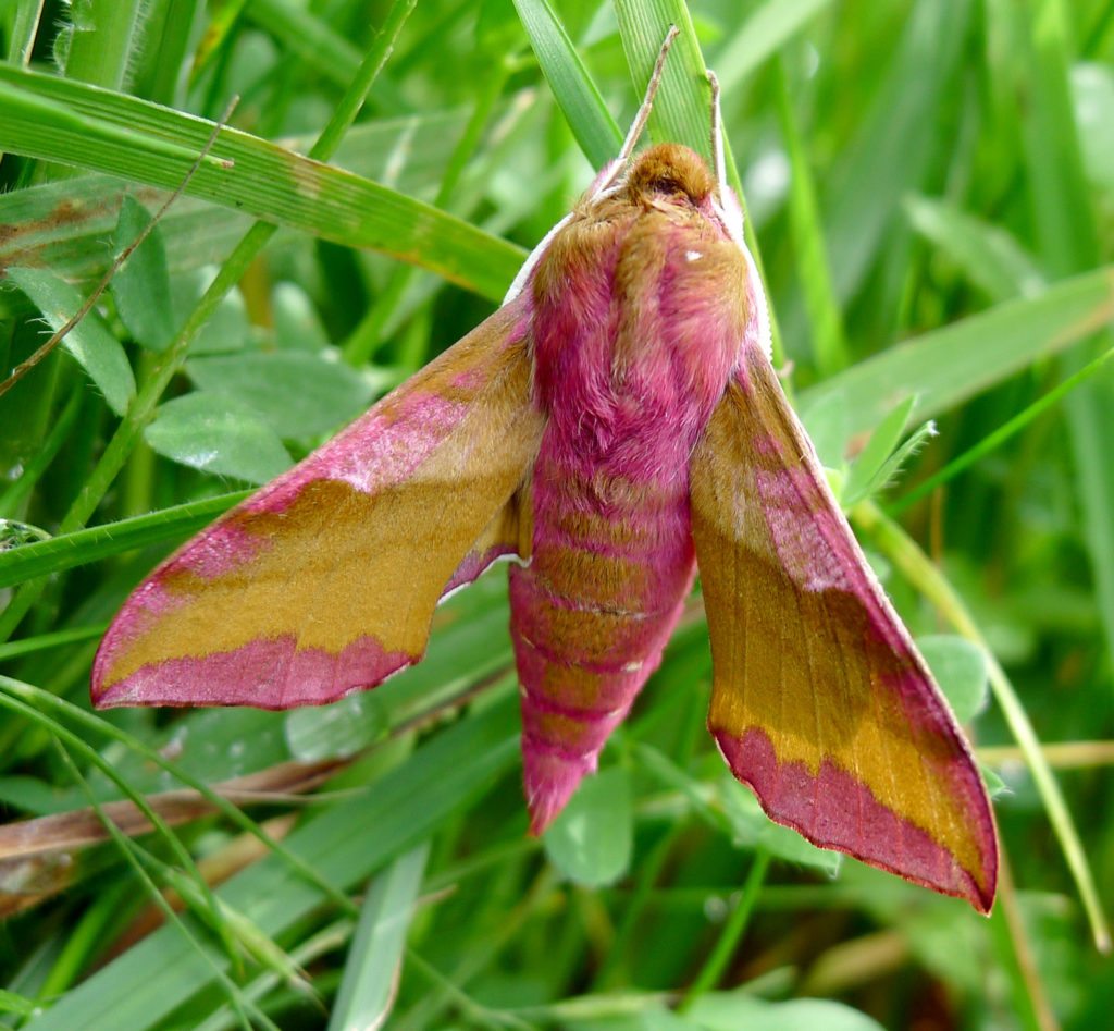 3-fairytale-pink-animals-that-are-real