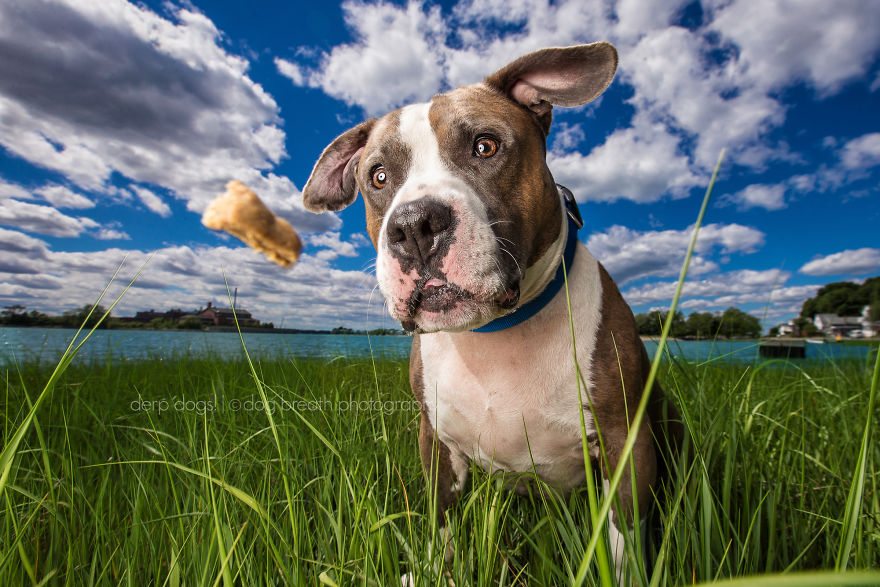 4-derpy-dogs-that-are-cute-and-silly