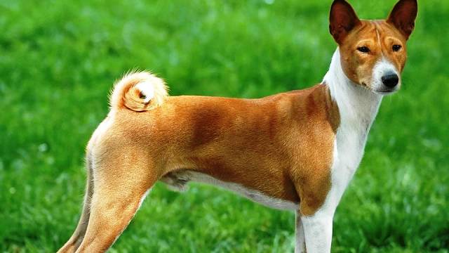 4-most-dangerous-dogs-worldwide