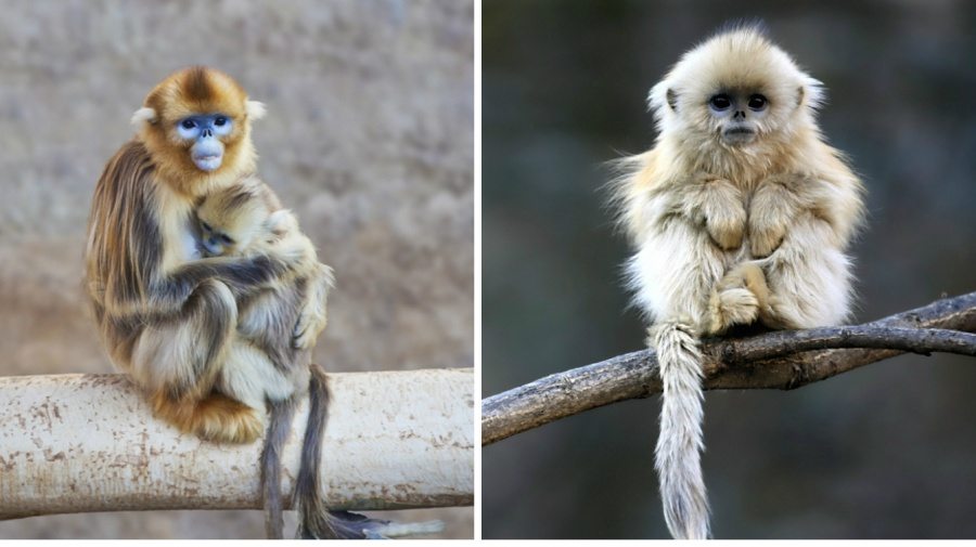 4-unique-animals-that-seem-out-of-this-world