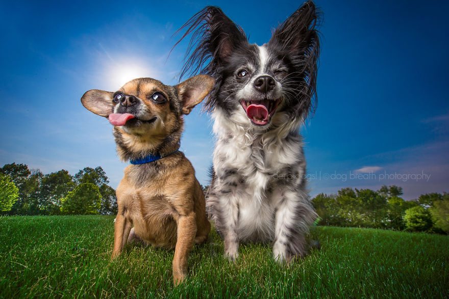 5-derpy-dogs-that-are-cute-and-silly