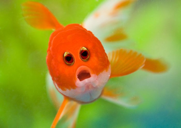 5-hilarious-animals-with-eyes-on-front